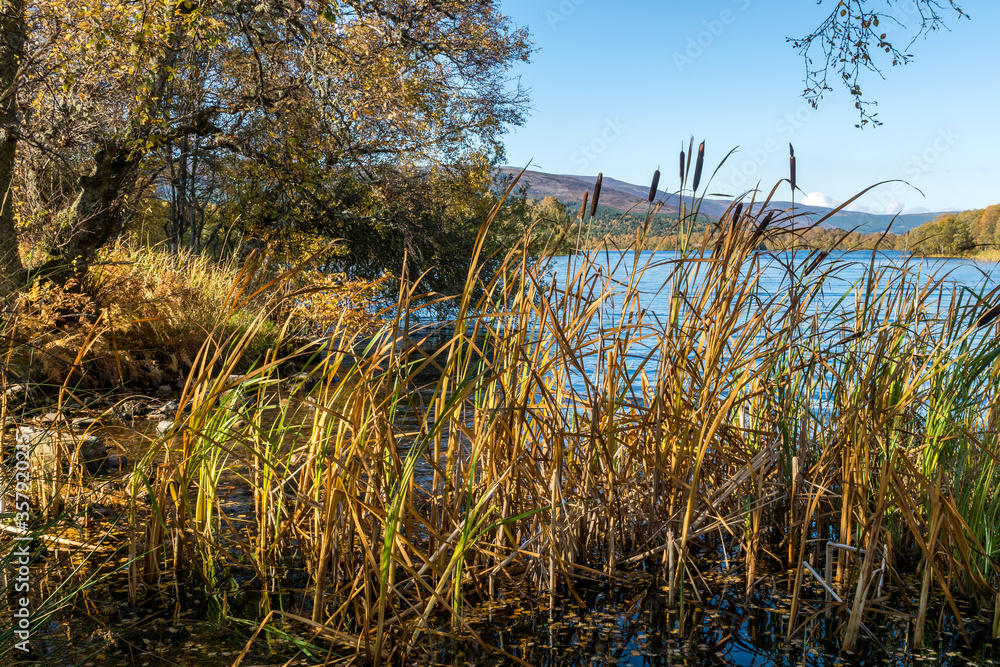 Fototapeta premium Bullrushes loch Kinnaird