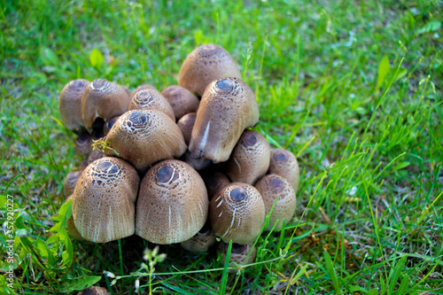 Closeup wild brown mushrooms Coprinellus micaceus growing in green grass