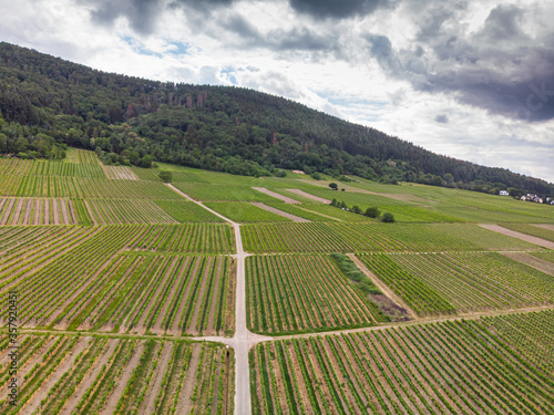 Wallpaper Mural With the bike on the cycle path through the countryside along the river Moselle in Rhineland-Palatinate from Trier to Koblenz in summer Torontodigital.ca