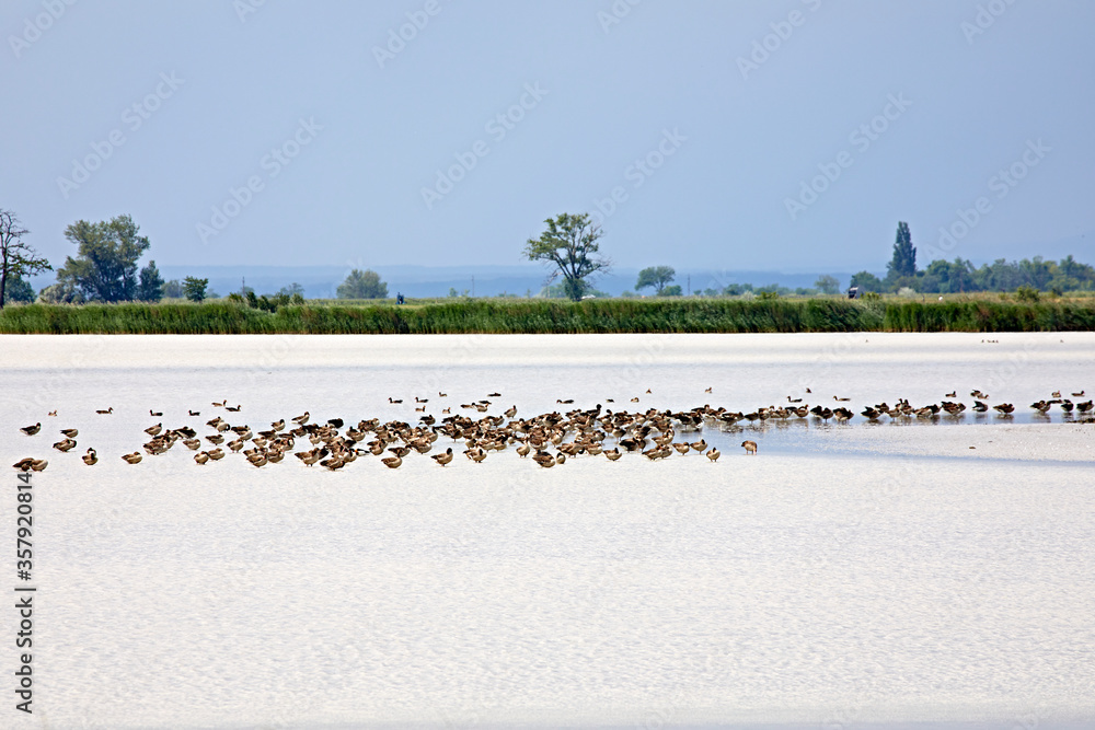 water birds lake scenic