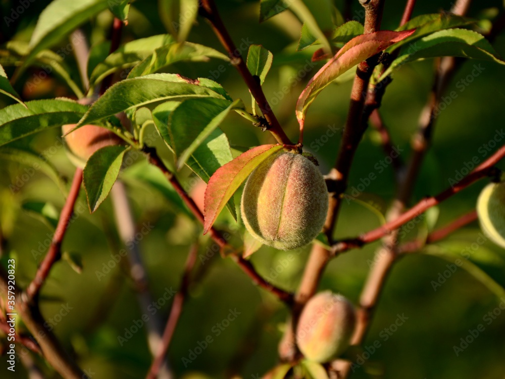 unripe peaches on branch of peach tree growing in the garden. unripe peaches on branch of peach tree growing in the garden.