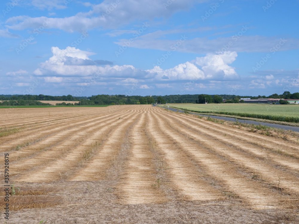 Fields in the north of France. (Flavacourt, Oise department, june 2020) Fields in the north of France. (Flavacourt, Oise department, june 2020)