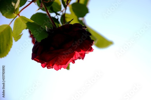 one big red rose grows outside on a light blue background. 