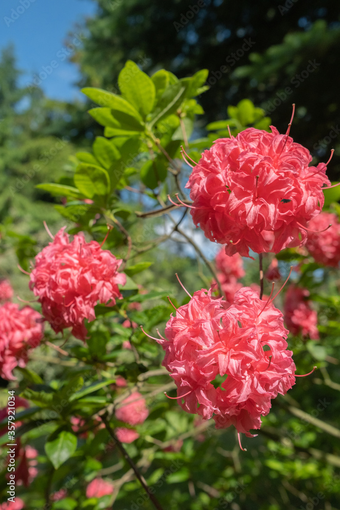 pink flowers in the garden pink flowers in the garden