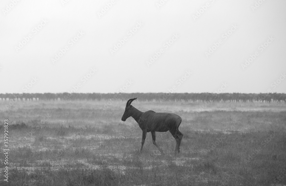 Topi antelope in rain with wildebeests at the backdrop at Masai Mara, Kenya Topi antelope in rain with wildebeests at the backdrop at Masai Mara, Kenya