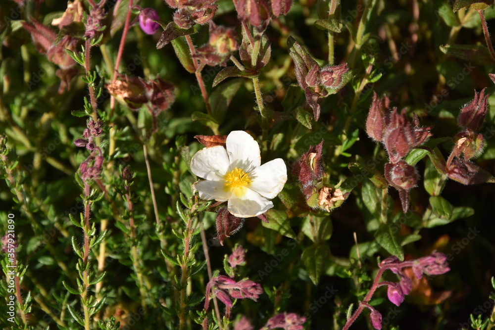 flores flores