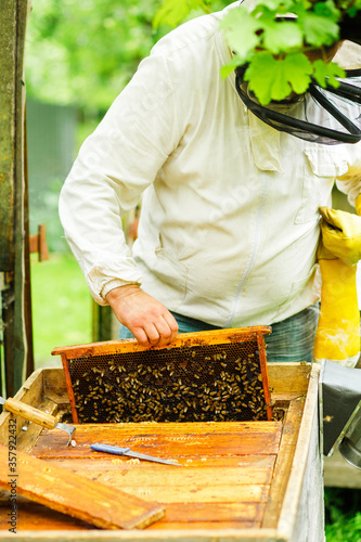 The beekeeper inspects the hives and also sets new frames for the bees. Beekeeping .The frame is filled with bees