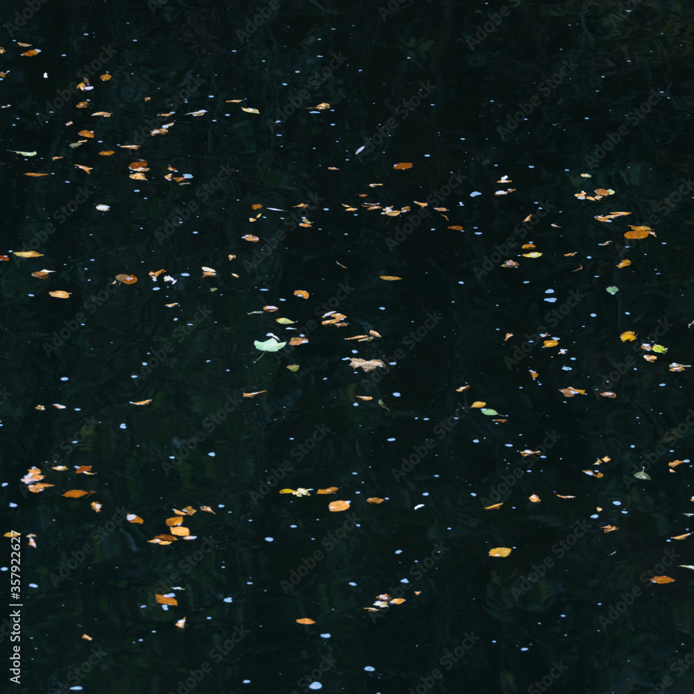 Autumn silver birch leaves floating on dark water pattern background