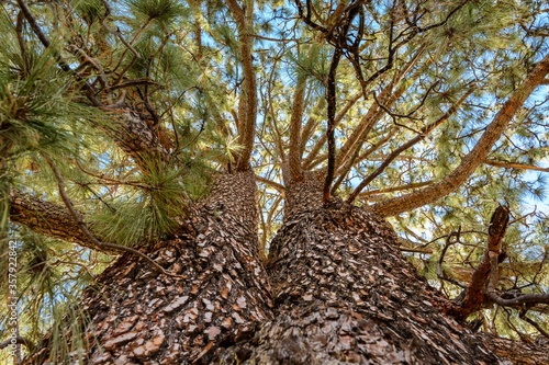 Slika na platnu two trees have fused together. beautiful trees. canary pine.