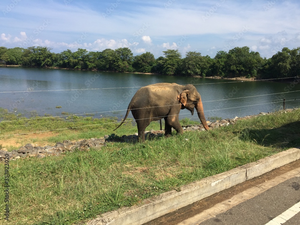 Obraz premium Wild animal looking for foods near road