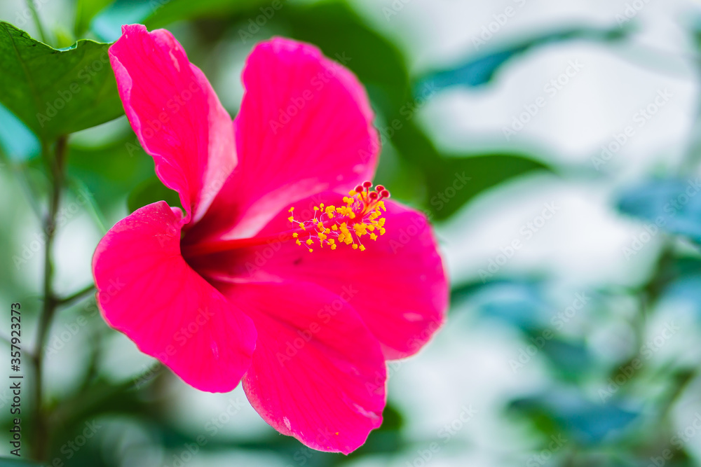 Obraz premium Closed up of pink Hibiscus Rosa-Sinensis 'Ritzy' also known as Chinese hibiscus, China rose, Hawaiian hibiscus and shoeblackplant. Beautiful single Chinese hibiscus' pink flower on blurred background.