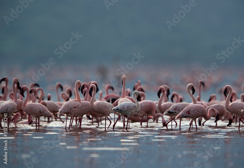 Lesser Flamingos at Lake Bogoria, Kenya