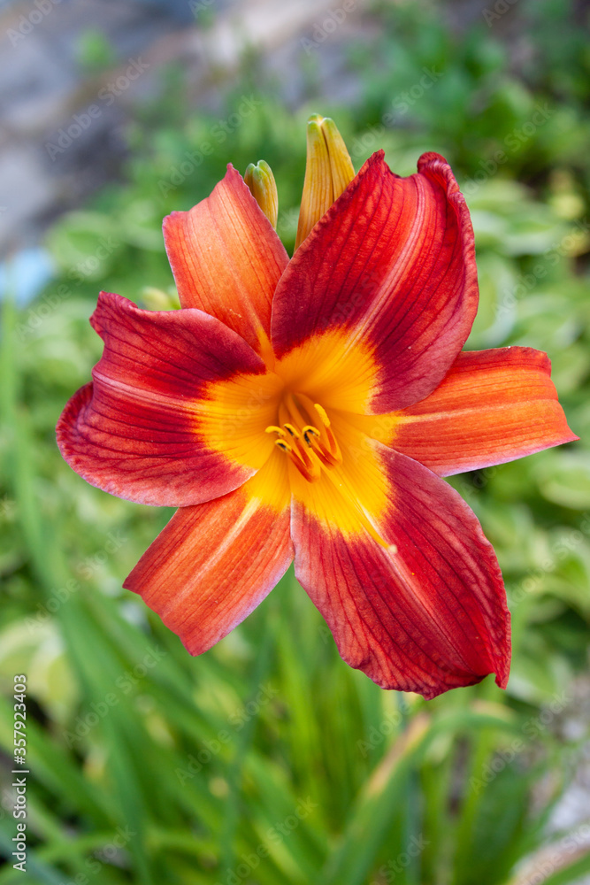 daylily daylily
