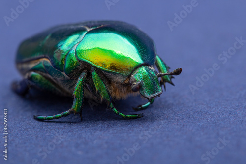 Macrophotography of beetle bronze, Сetonia aurata