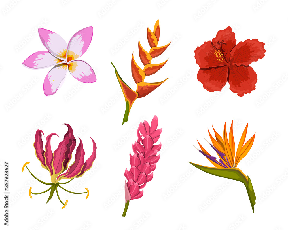 Rainforest Flowers Clipart | Best Flower Site