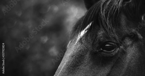 Black horse head close-up. Horse eye.