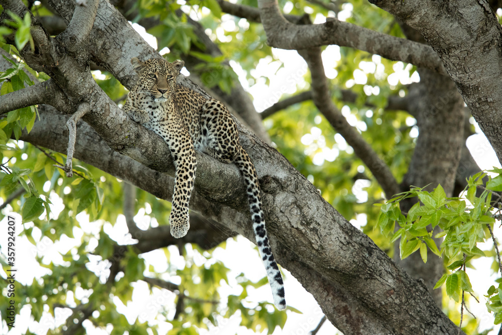 Leopard Bahati sitting on a tree at Masai Mara, Kenya