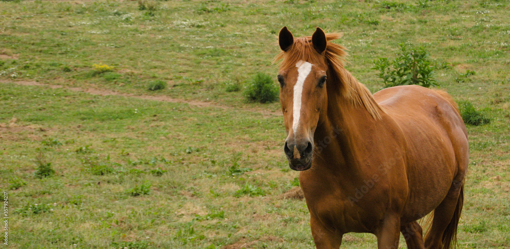 Fototapeta premium Cavalo castanho com risca branca no focinho a andar solto pela pradaria em dia de chuva