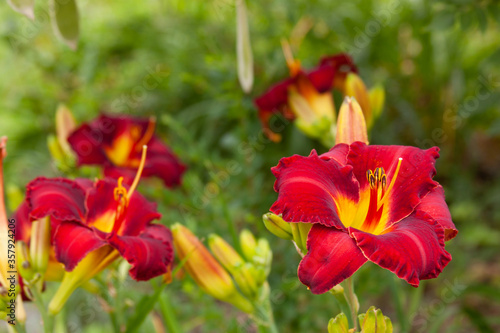 red daylilies