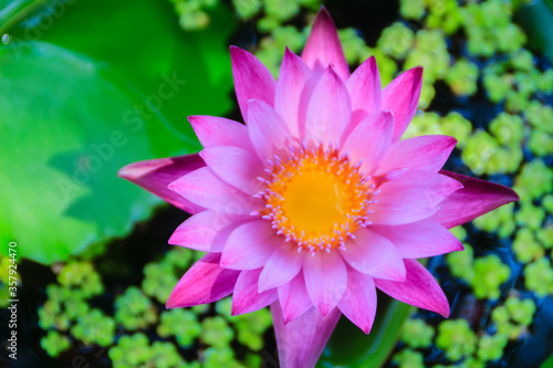 Blooming pink lotus flower, water lily blooming on water surface. Pink lotus blossoms or water lily flowers blooming on pond.