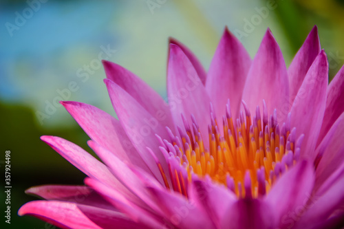 Blooming pink lotus flower  water lily blooming on water surface. Pink lotus blossoms or water lily flowers blooming on pond.