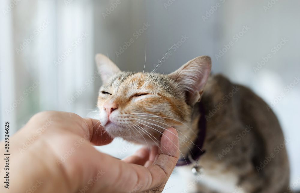 Close-up. people scratching the cat chin
