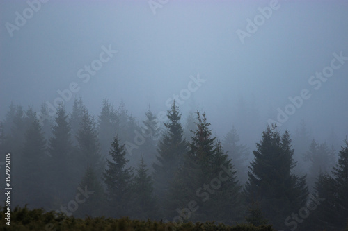 Misty morning in the forest. Silhouette Pine trees background. Mysterious dark landscape.