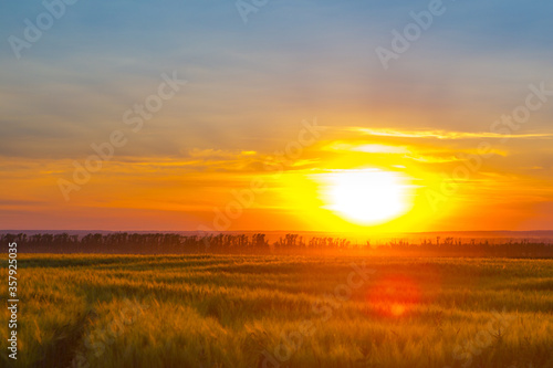 Wheat field at sunset © Alik Mulikov