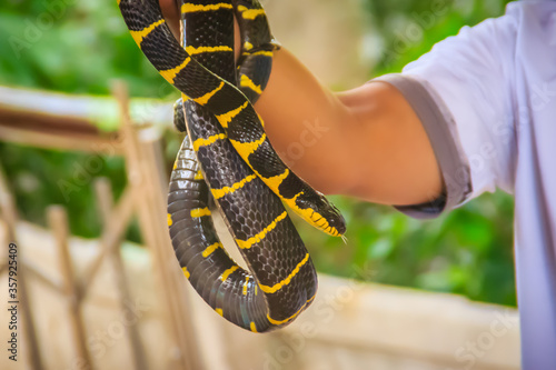 Cute mangrove snake on hand of the expert. Boiga dendrophila, commonly called the mangrove snake or the gold-ringed cat snake, is a species of rear-fanged snake in the family Colubridae.