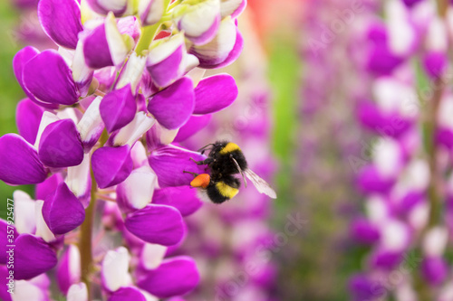 Bumblebee collects pollen on a lilac flower