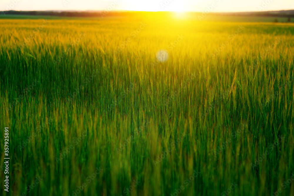 Bright sunset over wheat field.