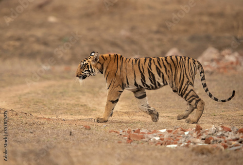 Tiger cub at Tadoba Andhari Tiger Reserve  India