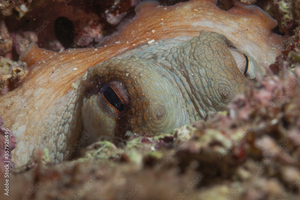 Obraz premium Octopus hidden in the Mediterranean Sea. Underwater image of octopus from the Mediterranean.