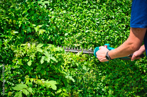 Cut the hedge with the hedge trimmer