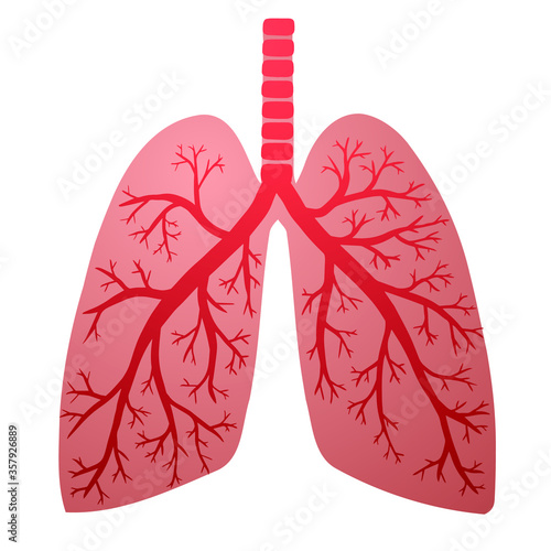 Vector illustration of respiratory disease. Red inflamed lungs on white background.