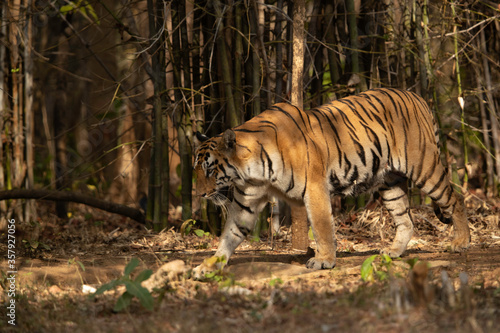Tiger in the bamboo forest at Tadoba Andhari Tiger Reserve, India