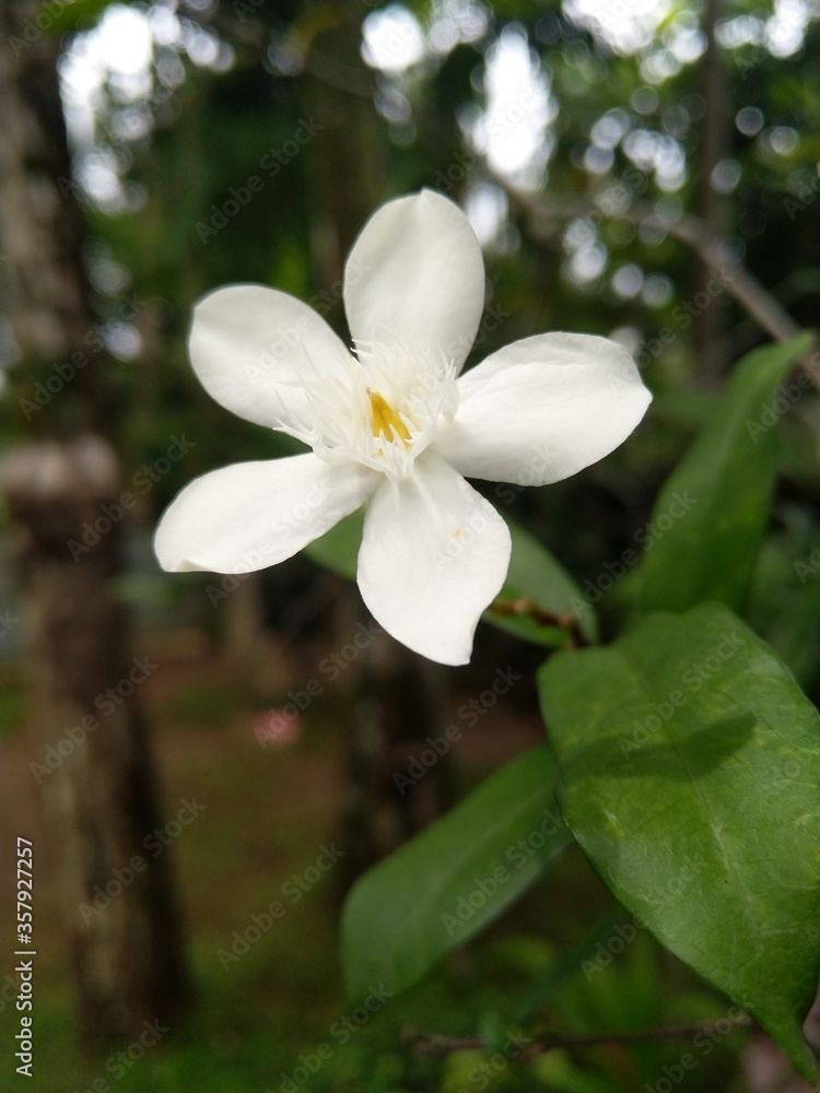 white flowers of a tree