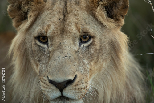 Closeup of a subadult Lion  at Masai Mara  Kenya