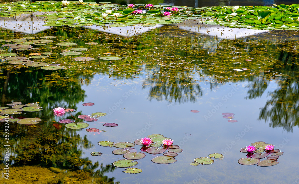 Pond with blossoms of water lilies Pond with blossoms of water lilies