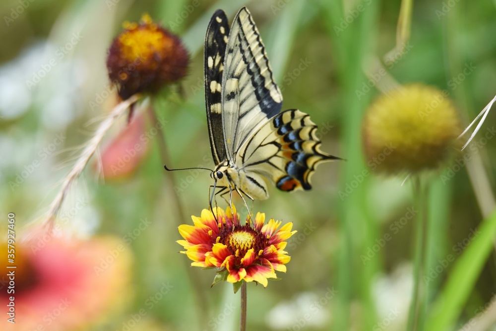 Obraz premium A swallowtail butterfly sucking the nectar of a flower.