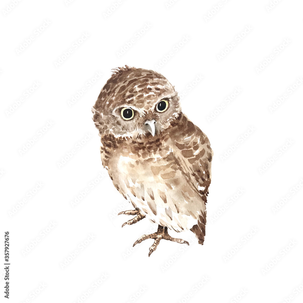 Fototapeta premium cute brown owl on a white background, watercolor illustration