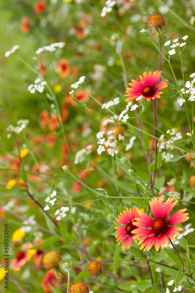 blanketflower