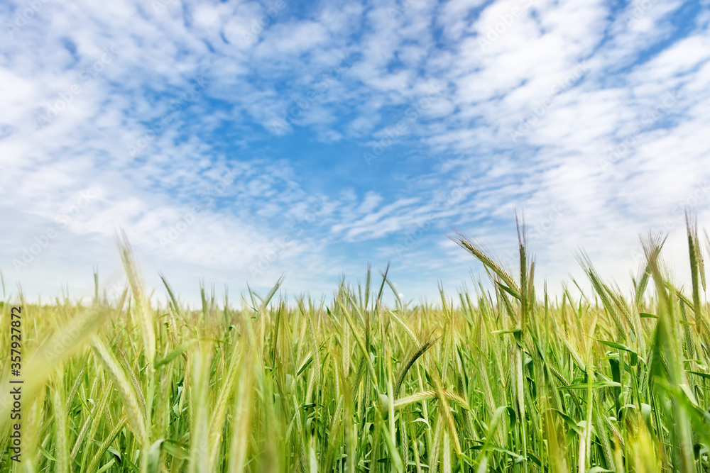 Scenic landscape of growing young organic wheat stalk field against blue sky on bright sunny summer day. Cereal crop harvest growth background. Agricultural agribuisness business concept Scenic landscape of growing young organic wheat stalk field against blue sky on bright sunny summer day. Cereal crop harvest growth background. Agricultural agribuisness business concept