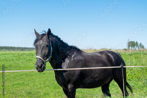 An adult black horse stands on a green meadow on a summer day. Horizontal orientation, selective focus. Animal theme. © Olga Gubskaya