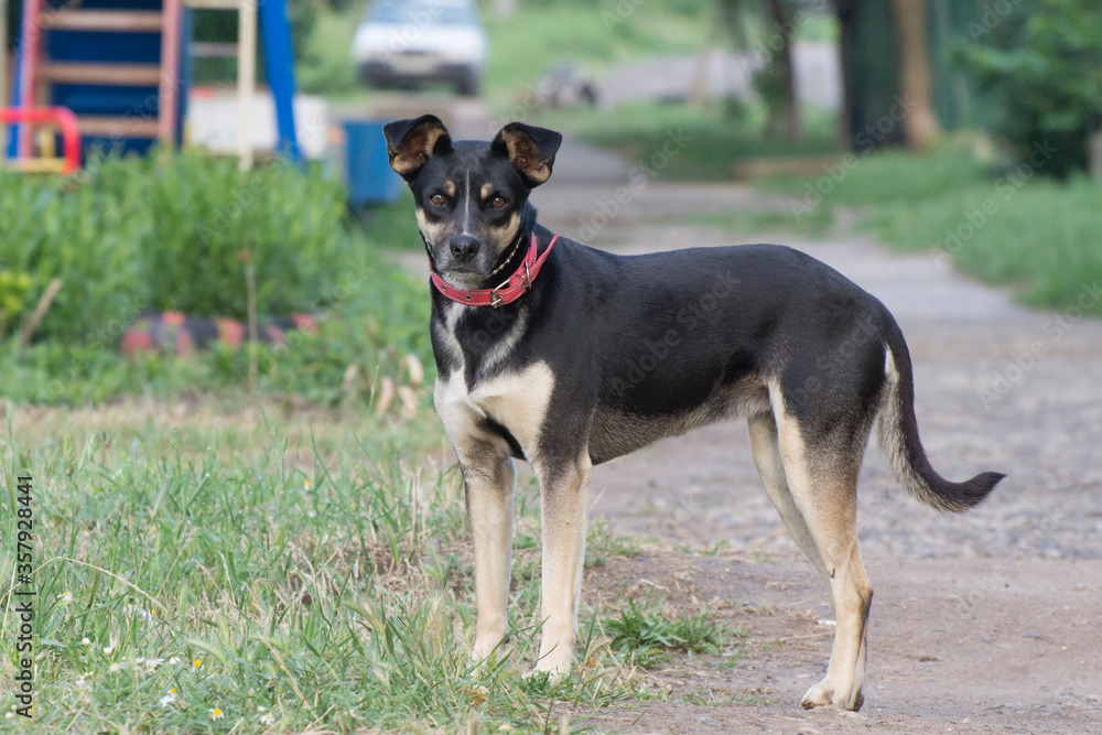 Black yard dog with a collar. A dog is a friend of man. Black yard dog with a collar. A dog is a friend of man.