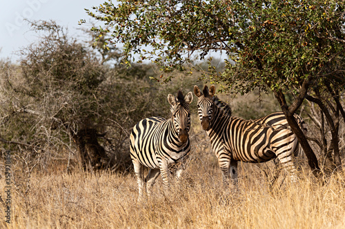 Pareja de cebras en parque nacional de Ethosa  Namibia.