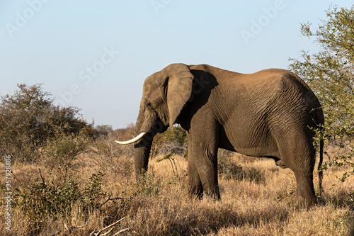 Elefante en parque nacional Kruger  Sud  frica.