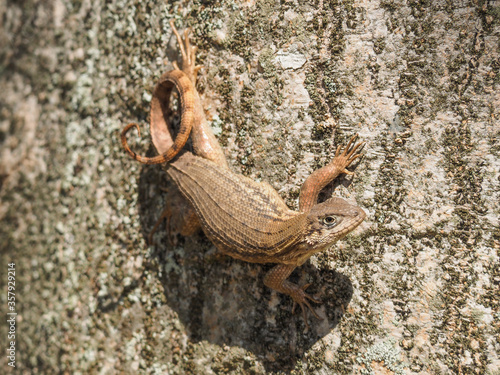 Brown lizard