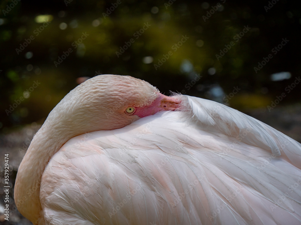 Portrait eines Flamingos