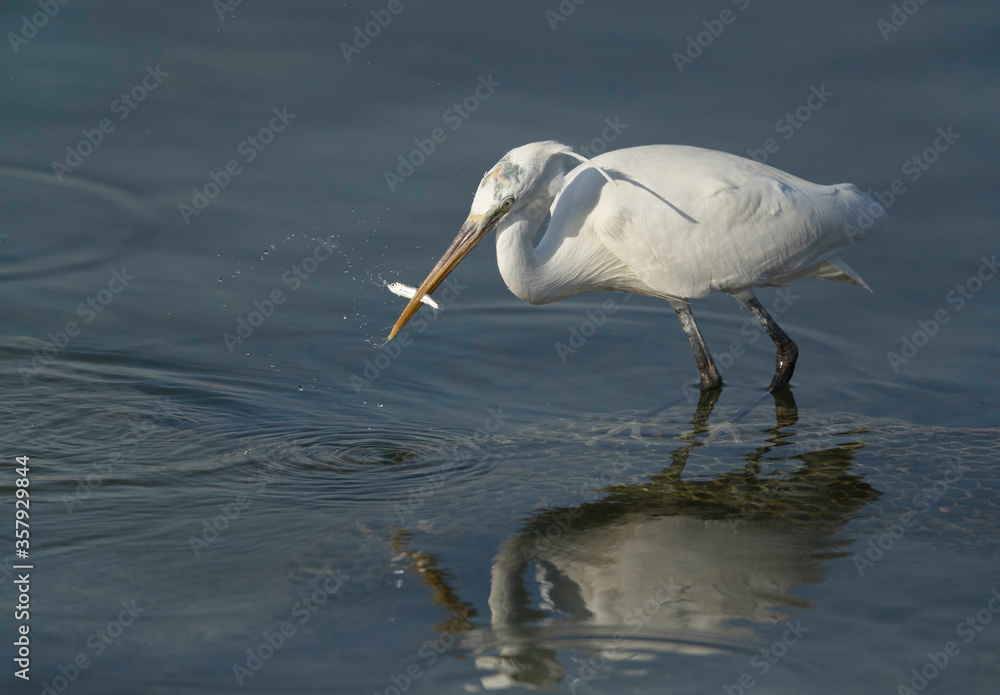 Obraz premium Western reef egret white morphed fishing at Busaiteen coast, Bahrain